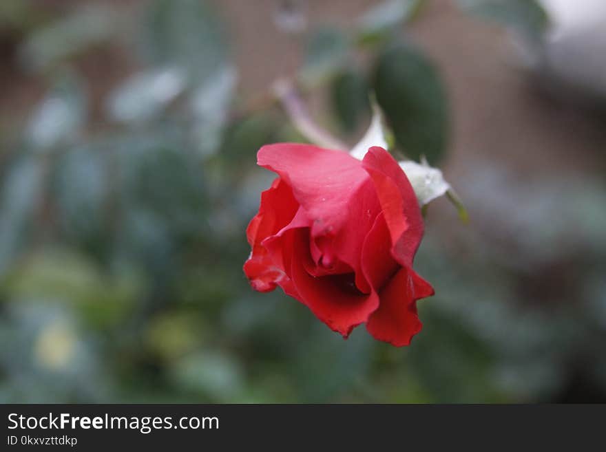 Red, Rose Family, Flower, Flora