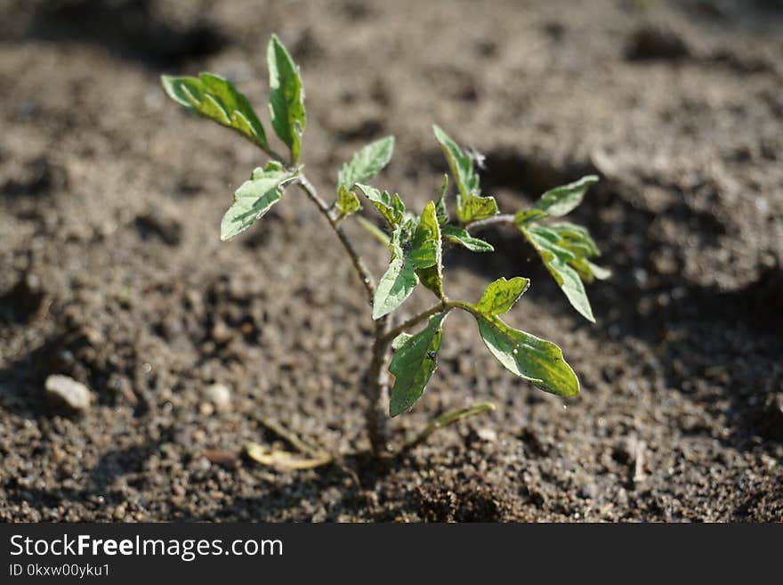 Plant, Soil, Leaf, Flora