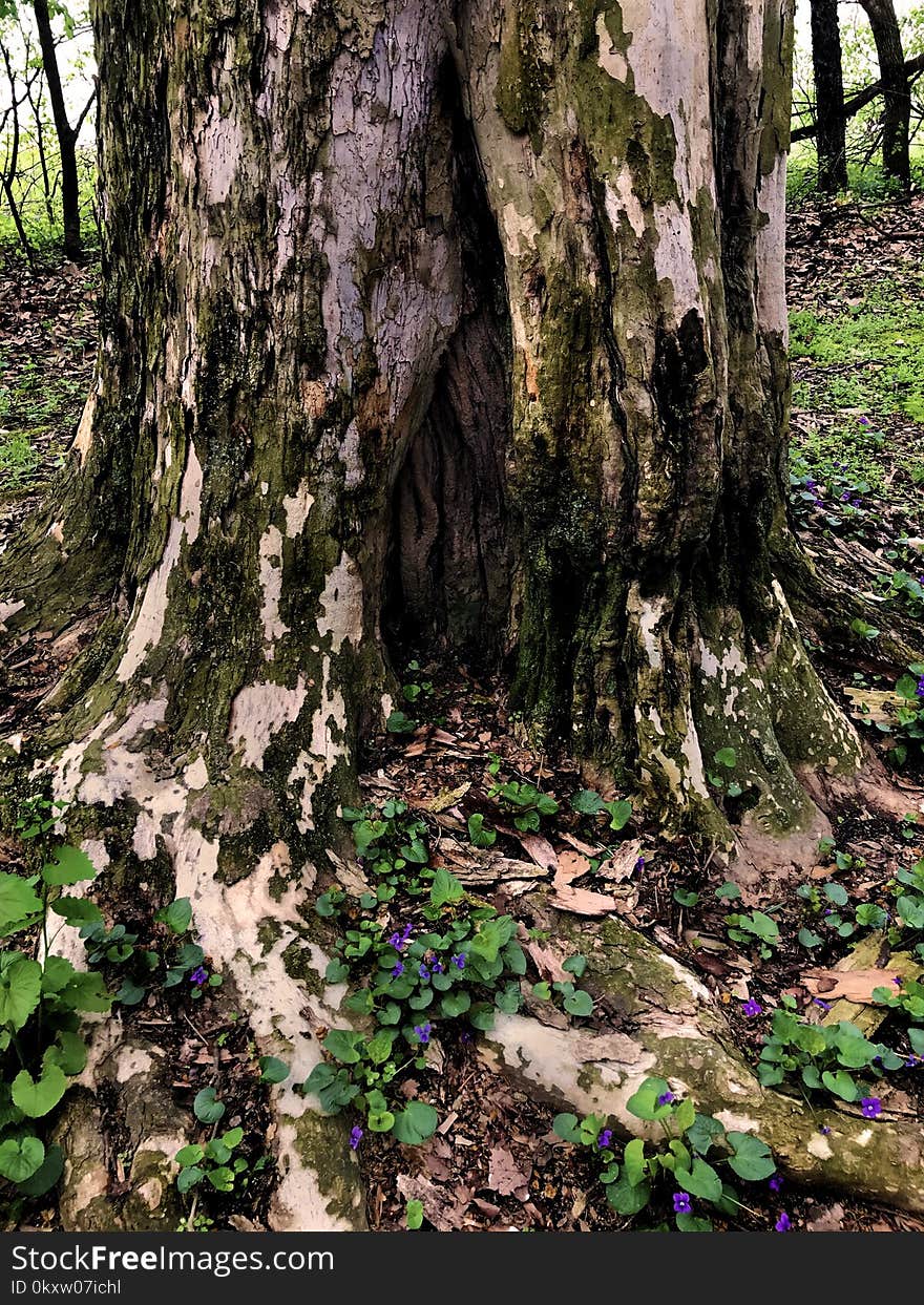 Tree, Plant, Woodland, Woody Plant