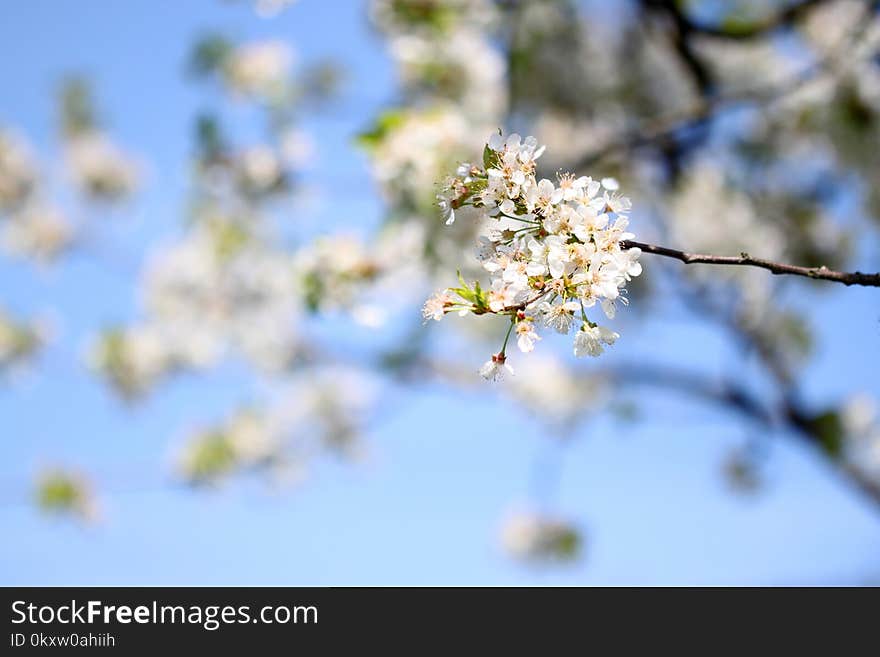 Blossom, Branch, Spring, Sky