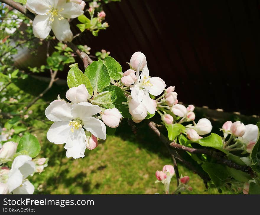 Blossom, Flower, Plant, Spring