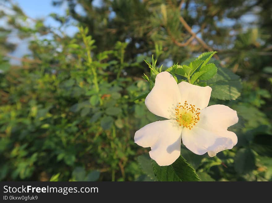 Flower, Rose Family, Rosa Canina, Plant