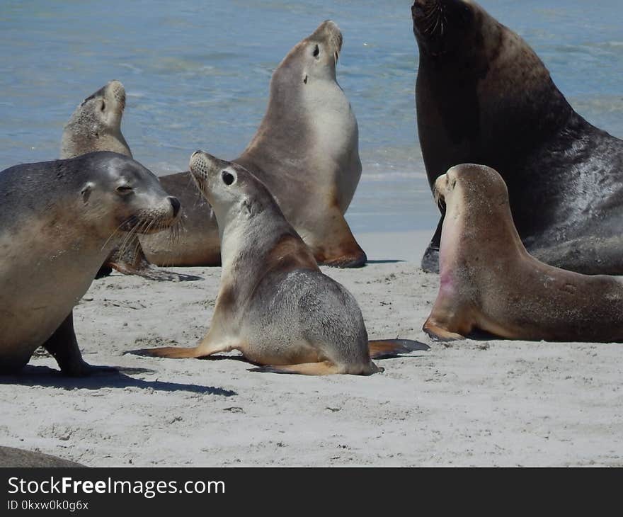 Seals, Mammal, Fauna, Marine Mammal