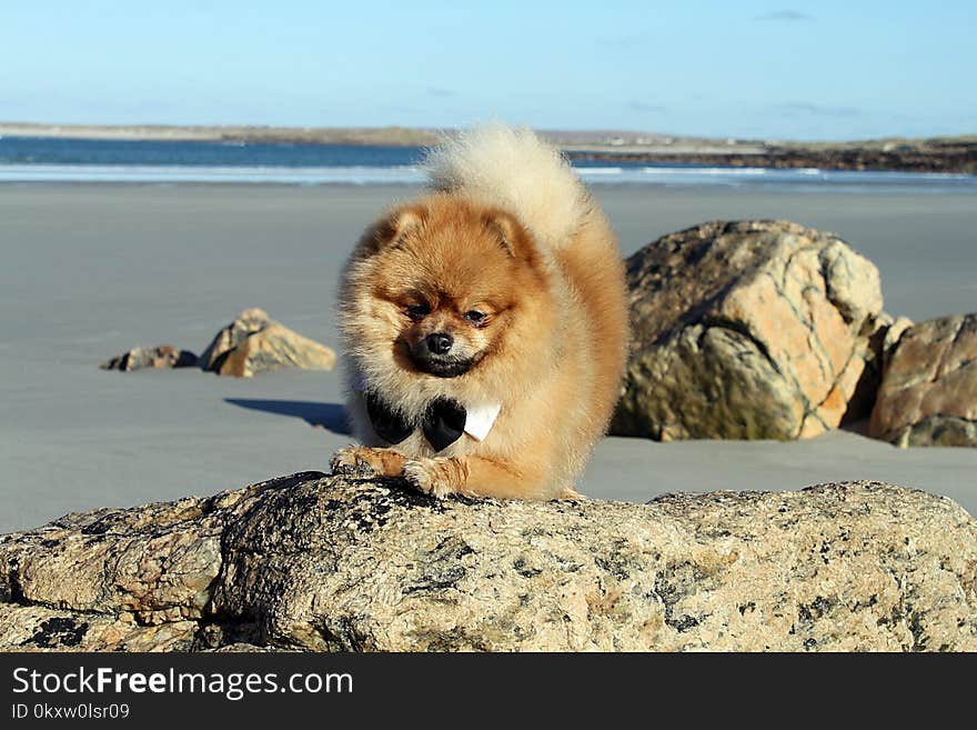 Dog, Dog Like Mammal, Pomeranian, Dog Breed