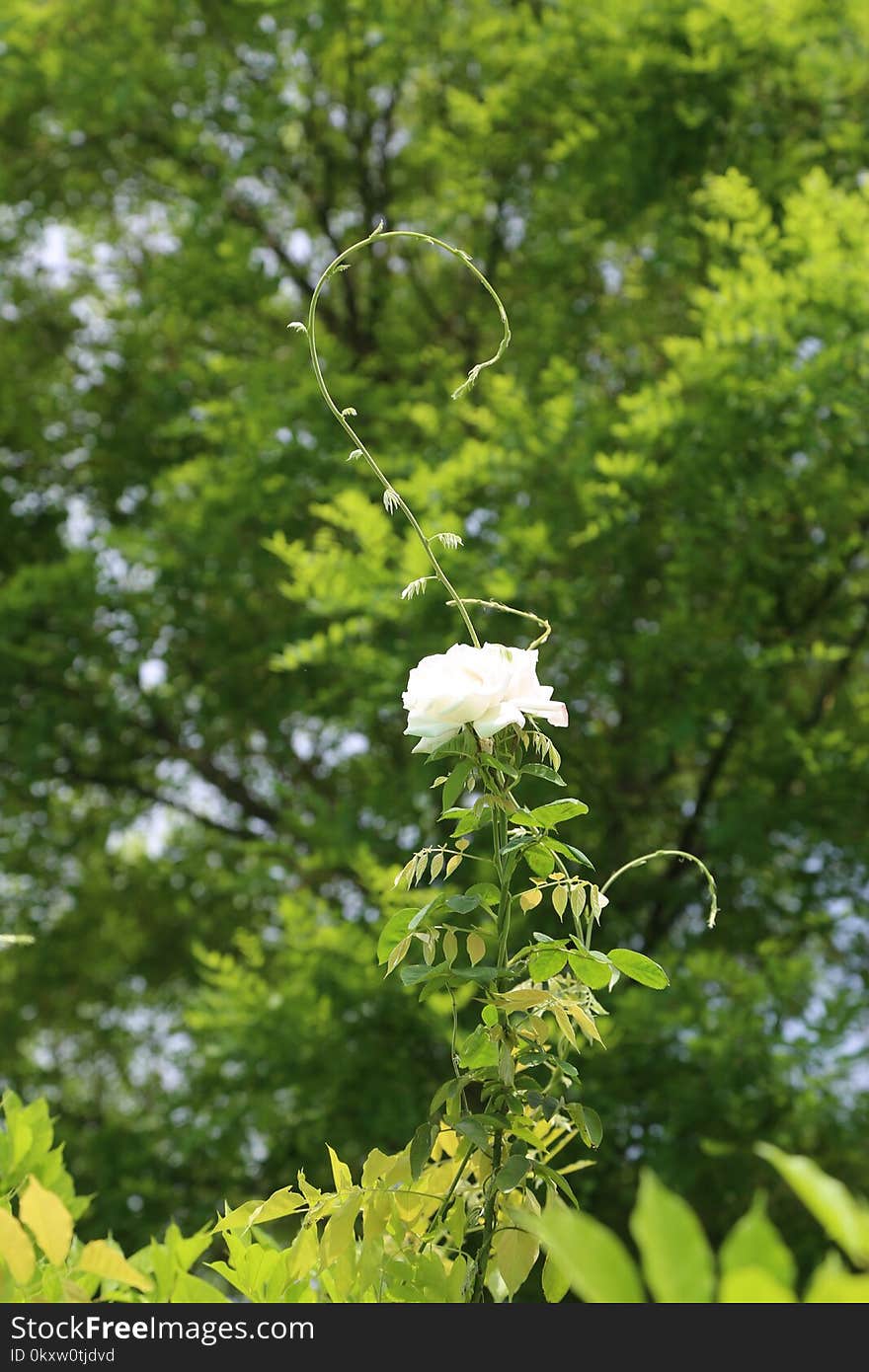 Plant, Vegetation, Tree, Leaf