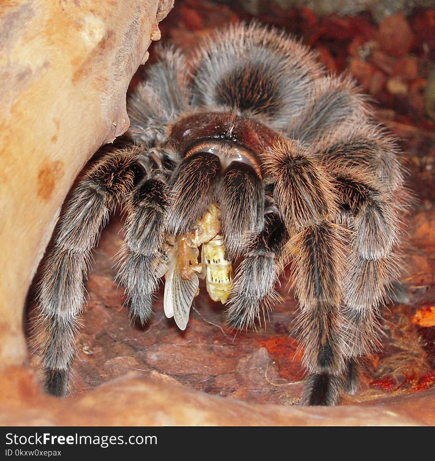 Tarantula, Invertebrate, Arthropod, Organism