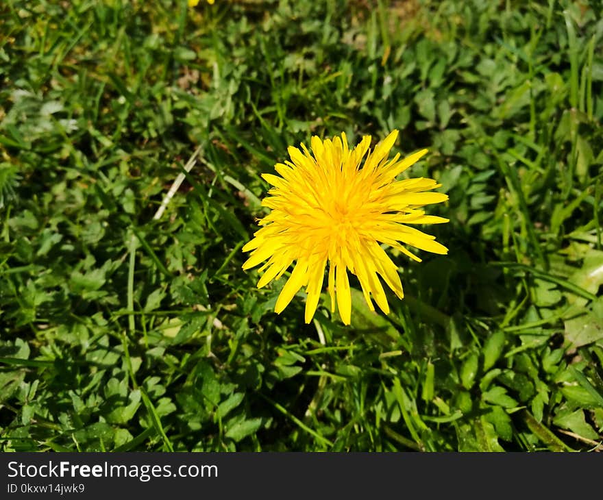 Flower, Dandelion, Plant, Flora