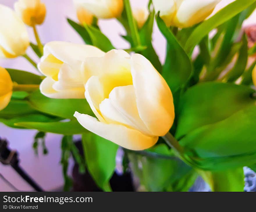 Flower, Yellow, Plant, Flowering Plant