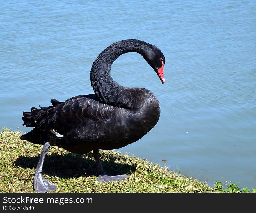 Black Swan, Bird, Swan, Water Bird