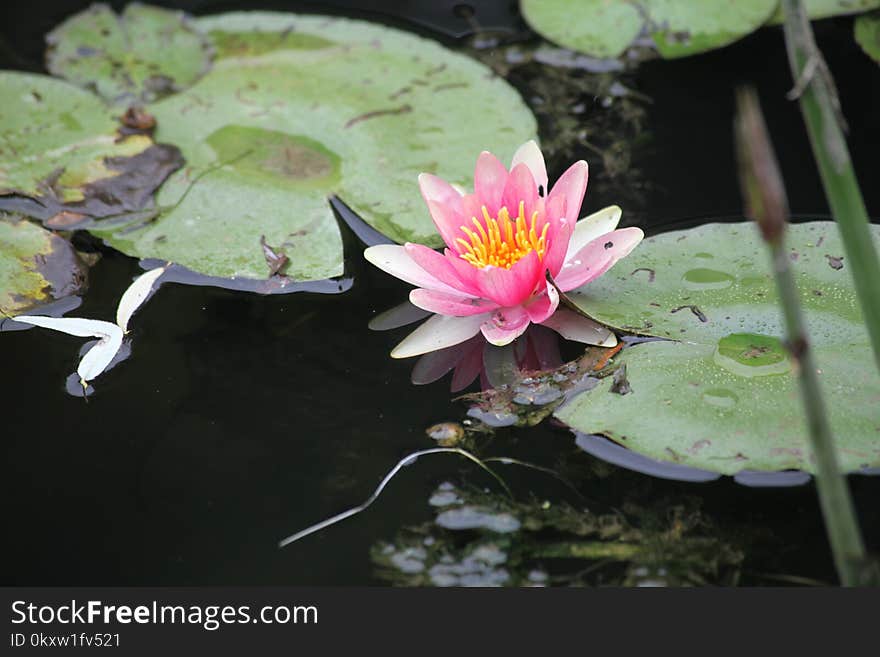 Flower, Plant, Flora, Water