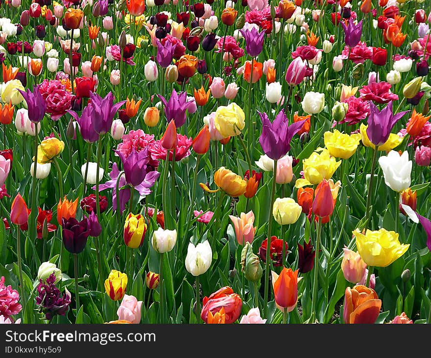 Flower, Plant, Flowering Plant, Tulip