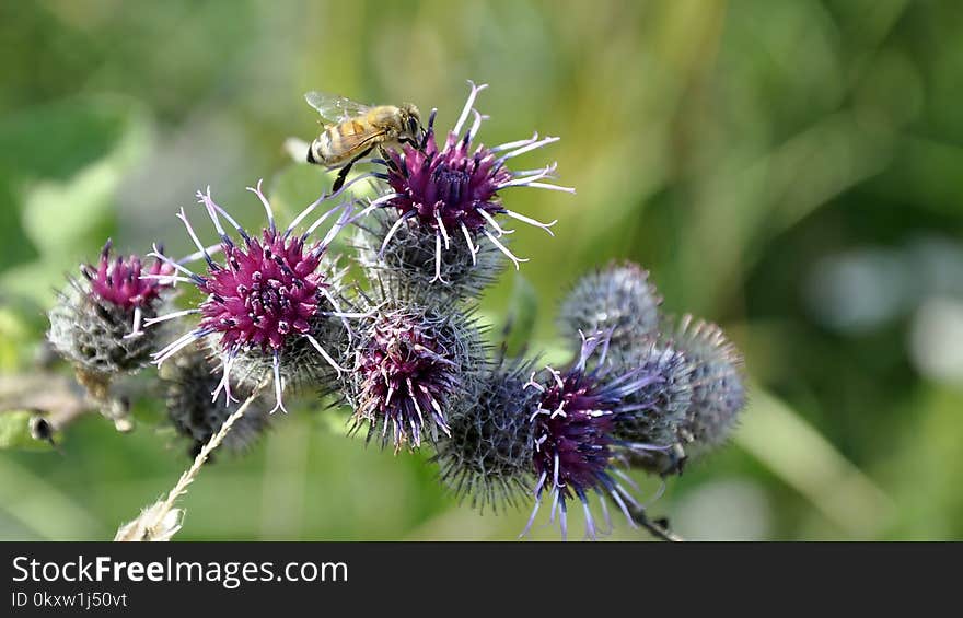 Thistle, Plant, Silybum, Noxious Weed