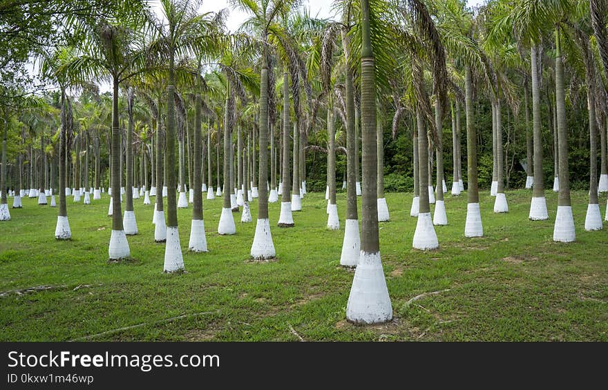 Tree, Arecales, Palm Tree, Cemetery