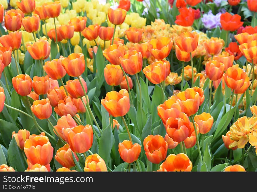 Flower, Plant, Flowering Plant, Tulip