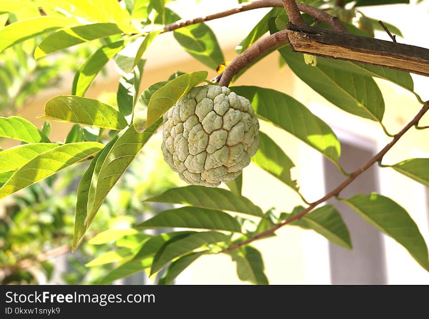 Fruit, Plant, Sugar Apple, Food