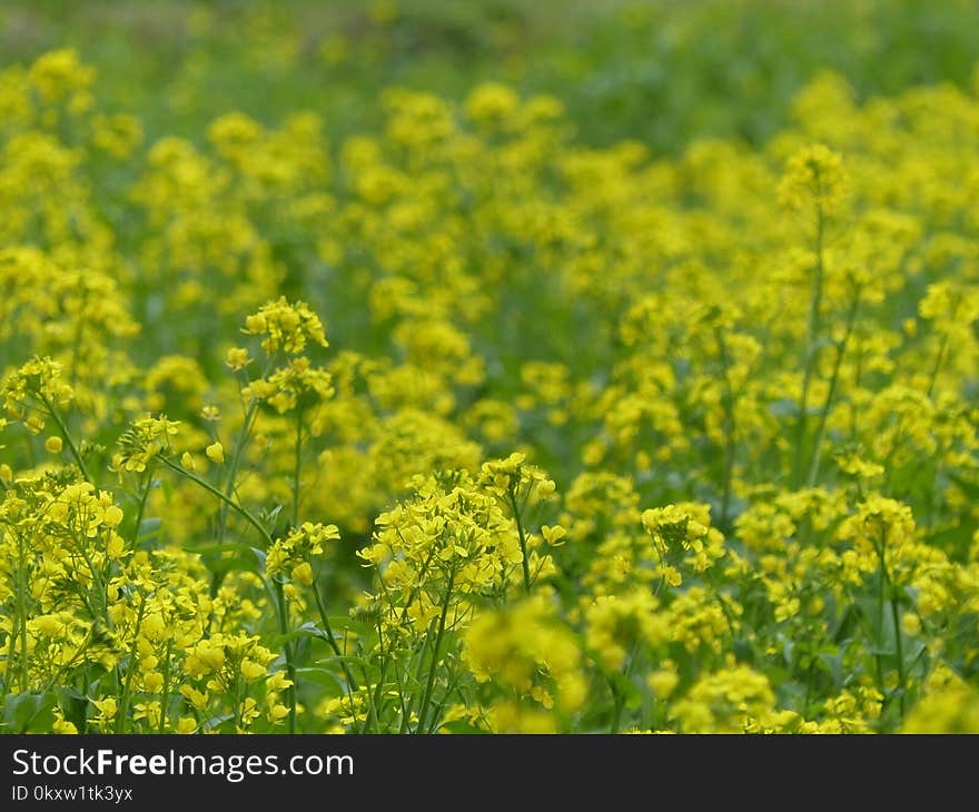 Rapeseed, Yellow, Canola, Mustard