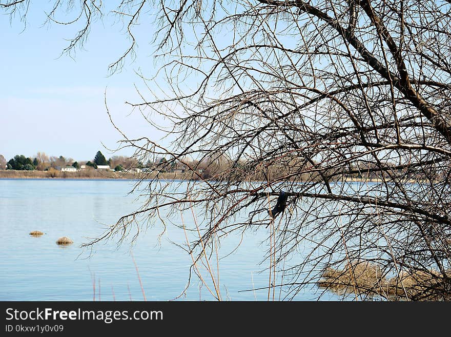 Branch, Water, Tree, Sky