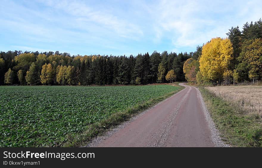 Road, Field, Path, Tree