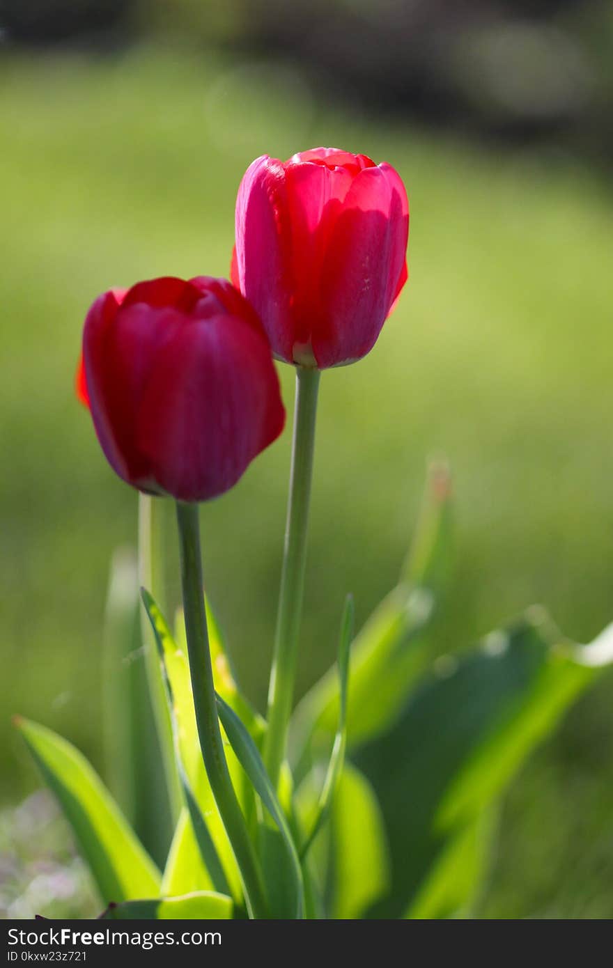 Flower, Plant, Tulip, Flowering Plant