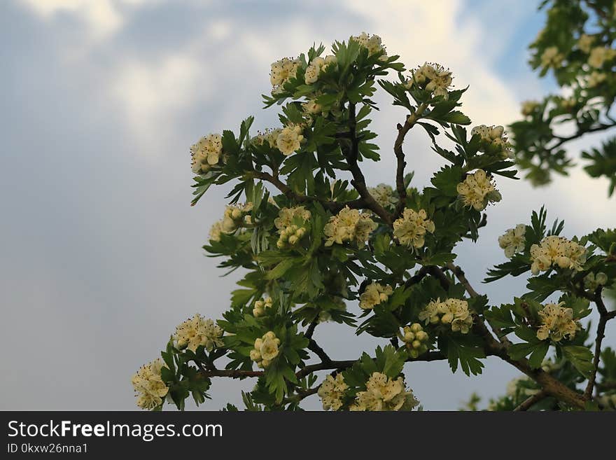 Flora, Plant, Tree, Branch