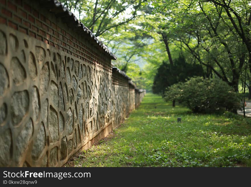 Tree, Wall, Nature Reserve, Grass