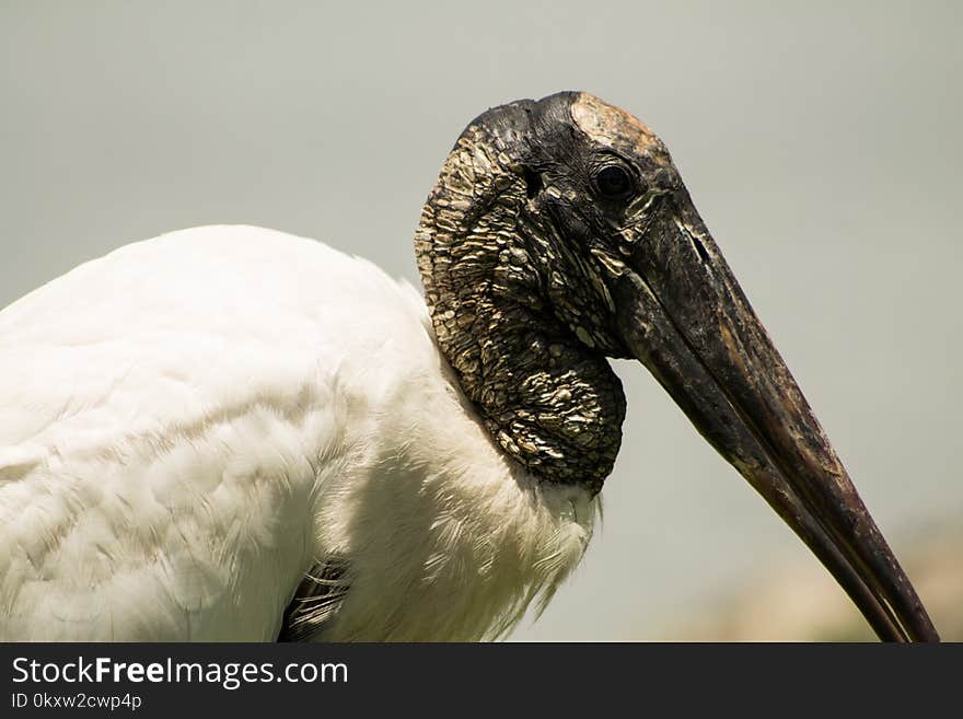 Beak, Fauna, Bird, Close Up