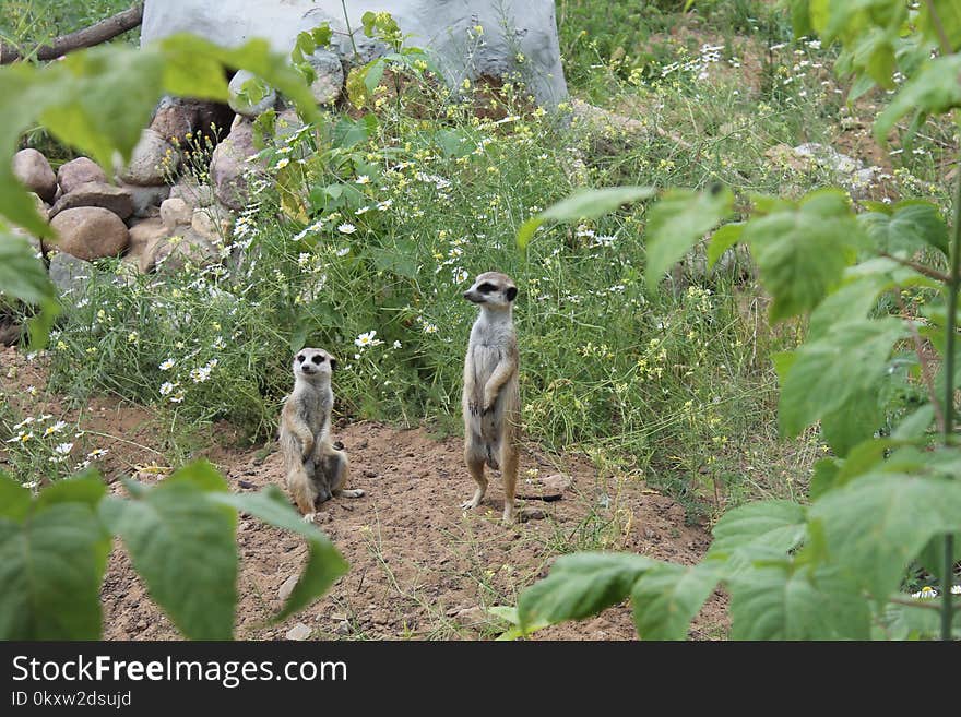 Fauna, Ecosystem, Nature Reserve, Wildlife