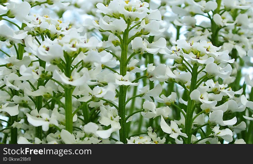 Flower, Plant, Flora, Flowering Plant