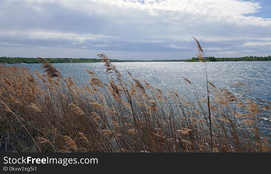 Wetland, Nature Reserve, Marsh, Grass Family