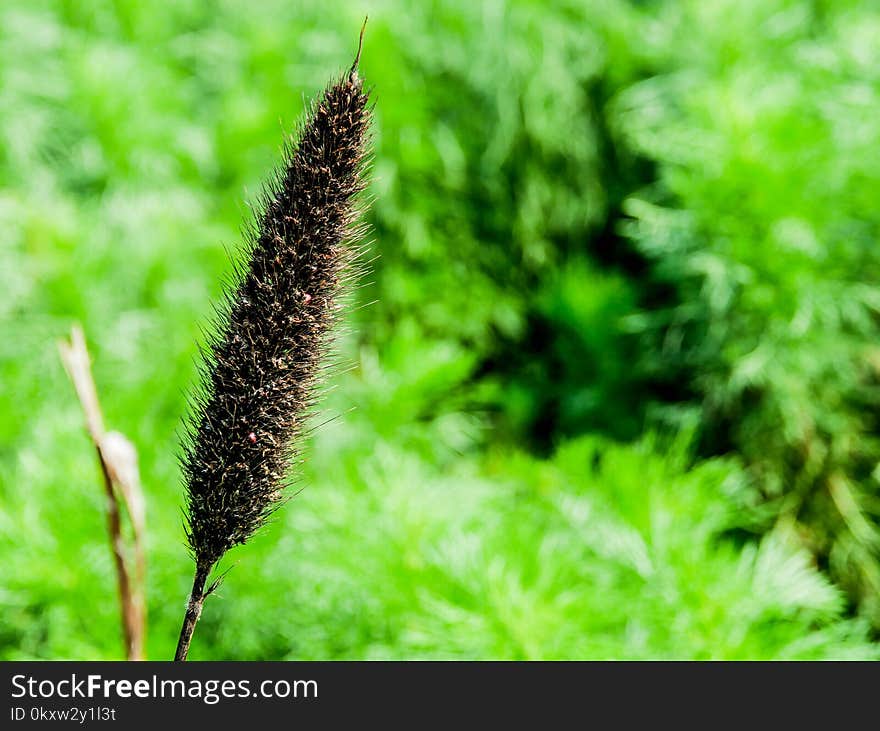 Grass, Vegetation, Plant, Grass Family