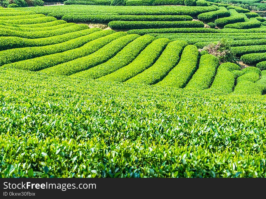 Agriculture, Field, Crop, Vegetation