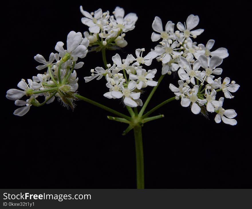 Plant, Cow Parsley, Flower, Anthriscus