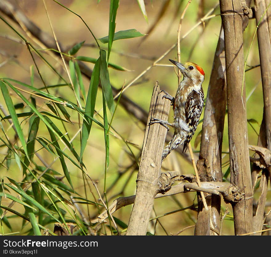 Bird, Ecosystem, Fauna, Beak