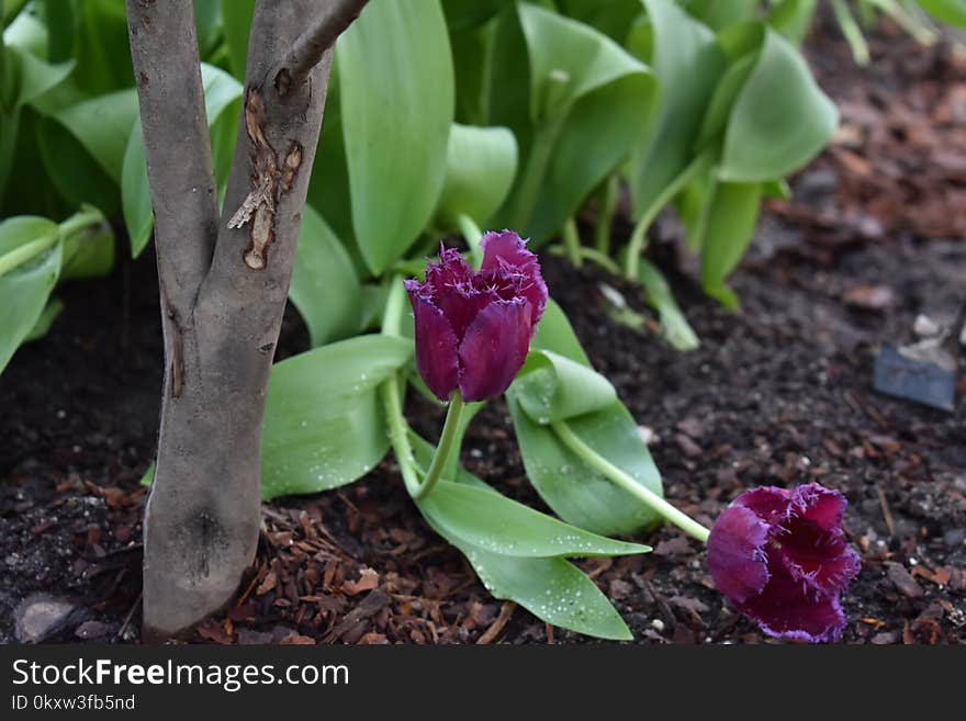 Plant, Flower, Flowering Plant, Flora