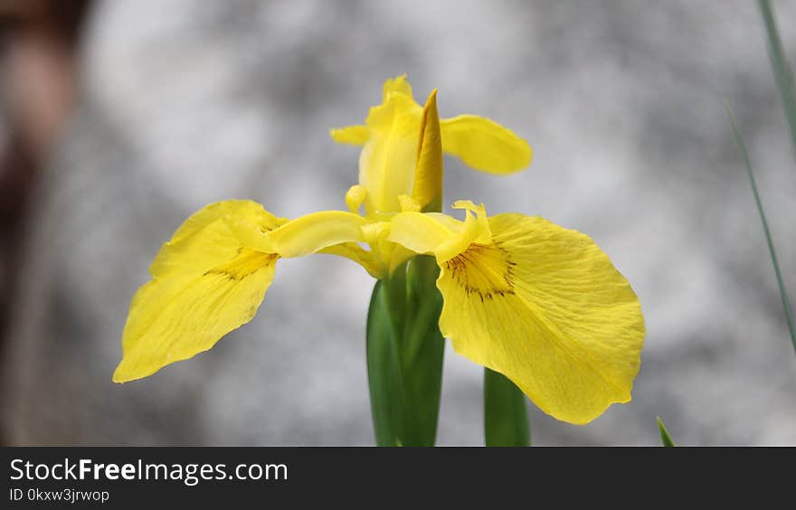 Flower, Yellow, Flora, Spring