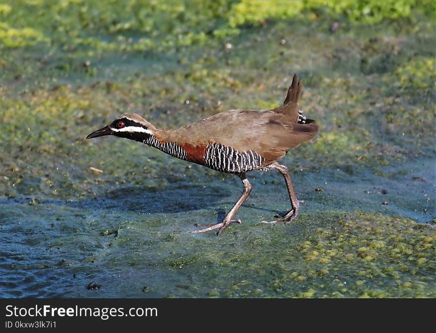 Bird, Ecosystem, Fauna, Wildlife