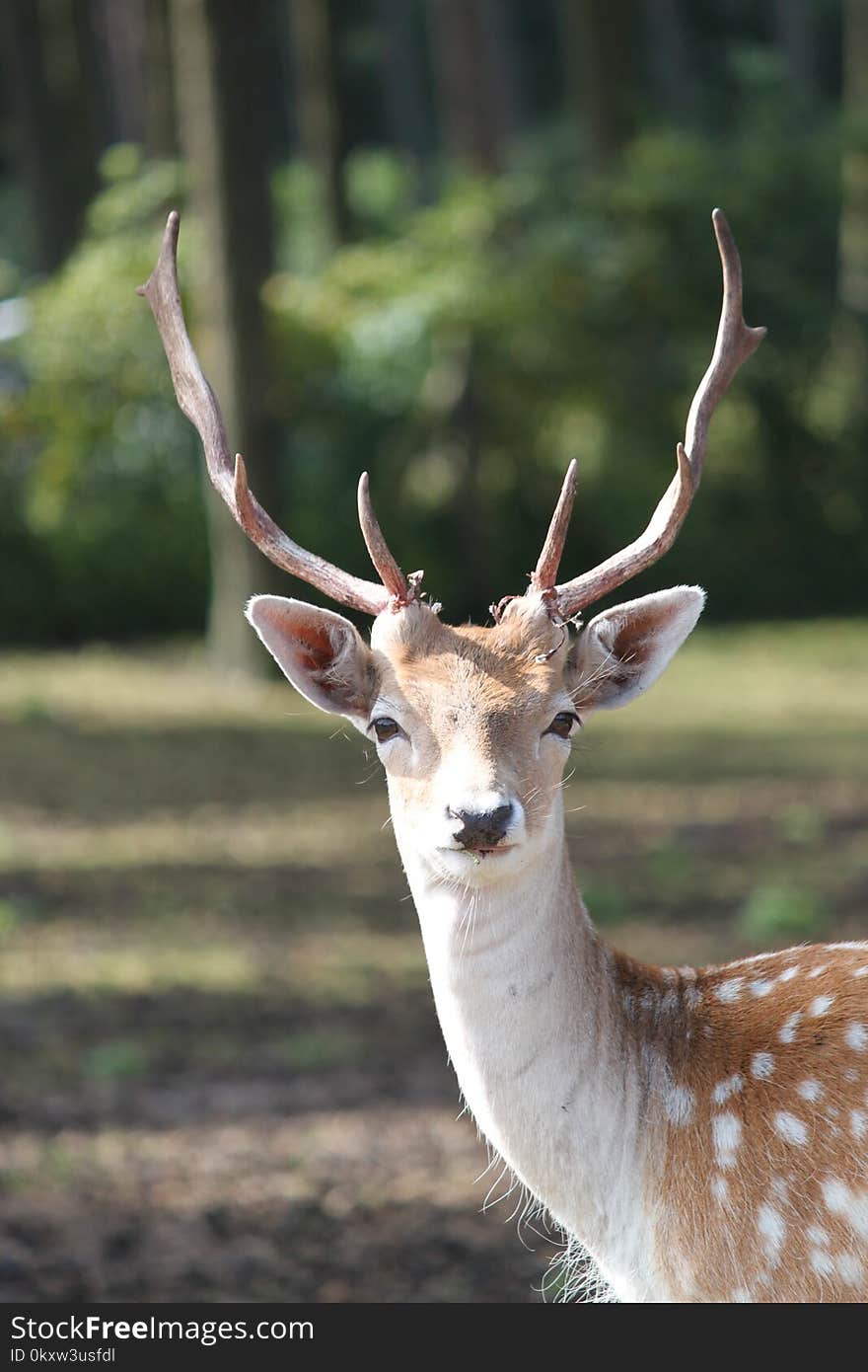 Wildlife, Deer, Fauna, Antler