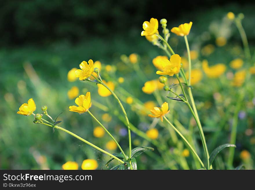 Flower, Yellow, Flora, Mustard Plant