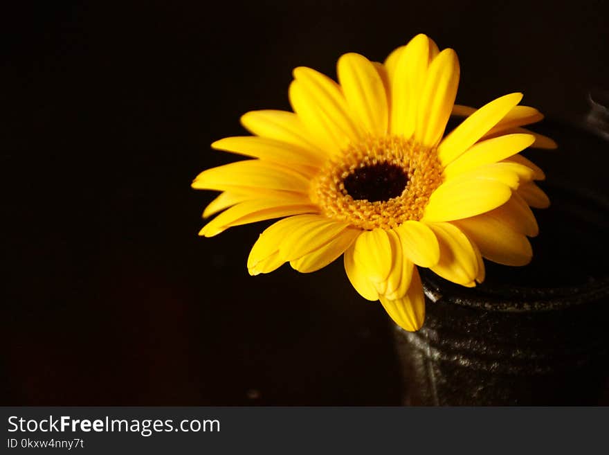 Flower, Yellow, Sunflower, Gerbera