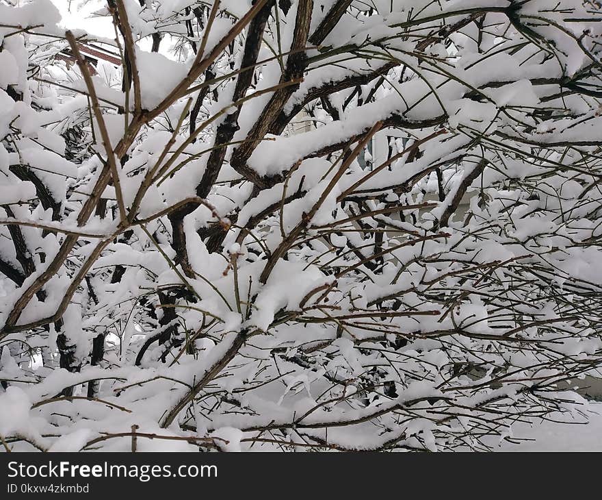 Snow, Branch, Winter, Black And White