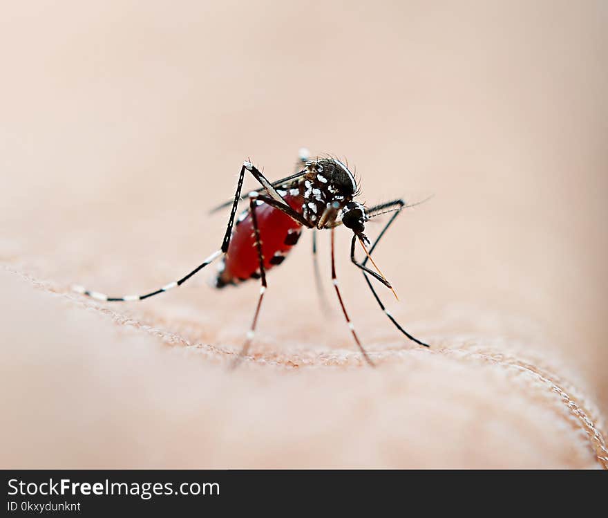 The Mosquito sucking blood on background