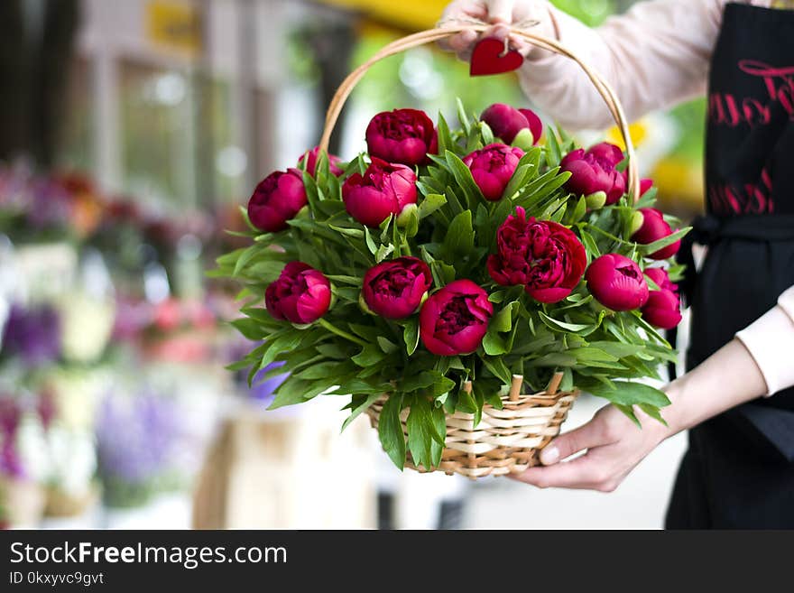 Three dark pink peonies flowers in a vase indoors. Spring flowers. Beautiful peonies in a bouquet. Basket with peonies in the hands of the seller of a flower boutique.