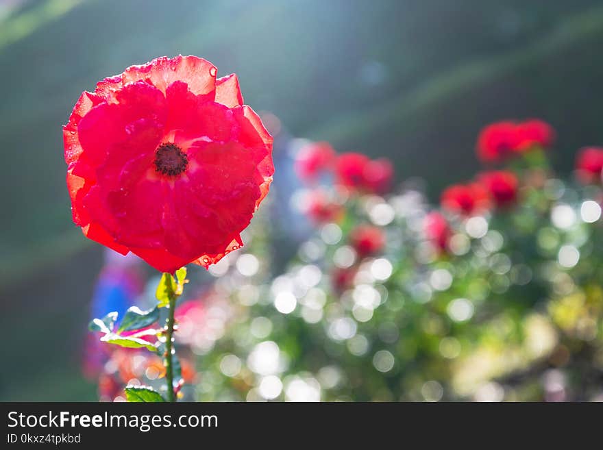 Single Red Flower In The Garden