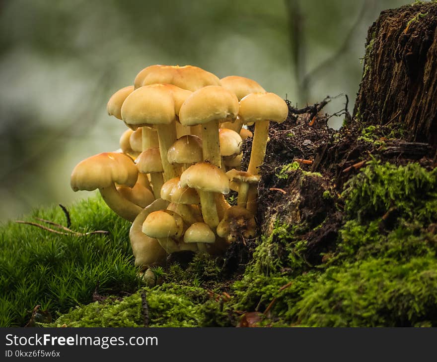 Yellow mushrooms on a tree trunk