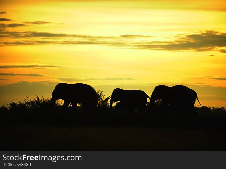 Asian Elephant Thailand is walking the line in sunset silhouette.