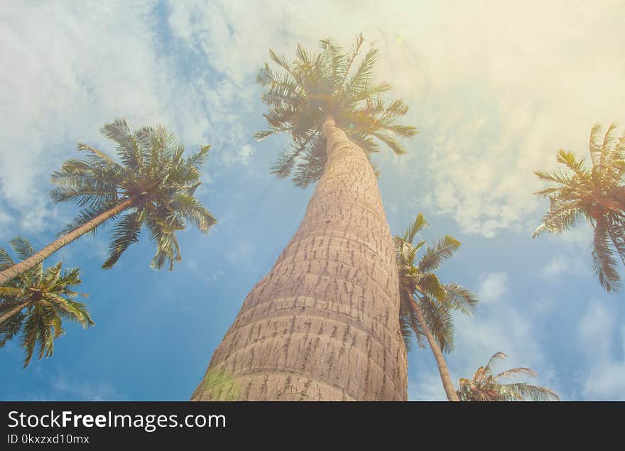 Tropical Palm trees lit by sunshine - vintage. Bottom view