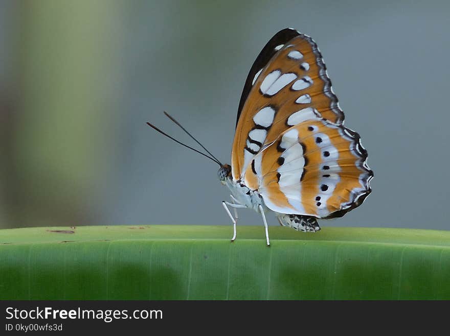 Close-up of butterfly