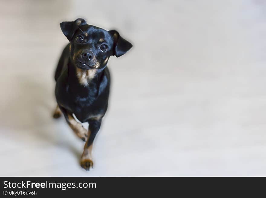 Little and black dog close-up