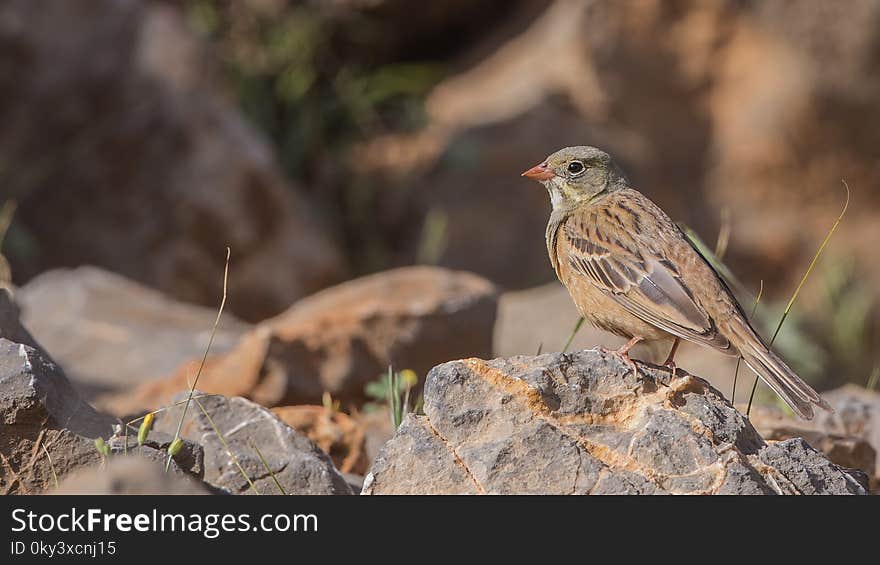 Ortolan on Rock