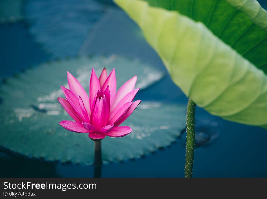 Pink lotus flower